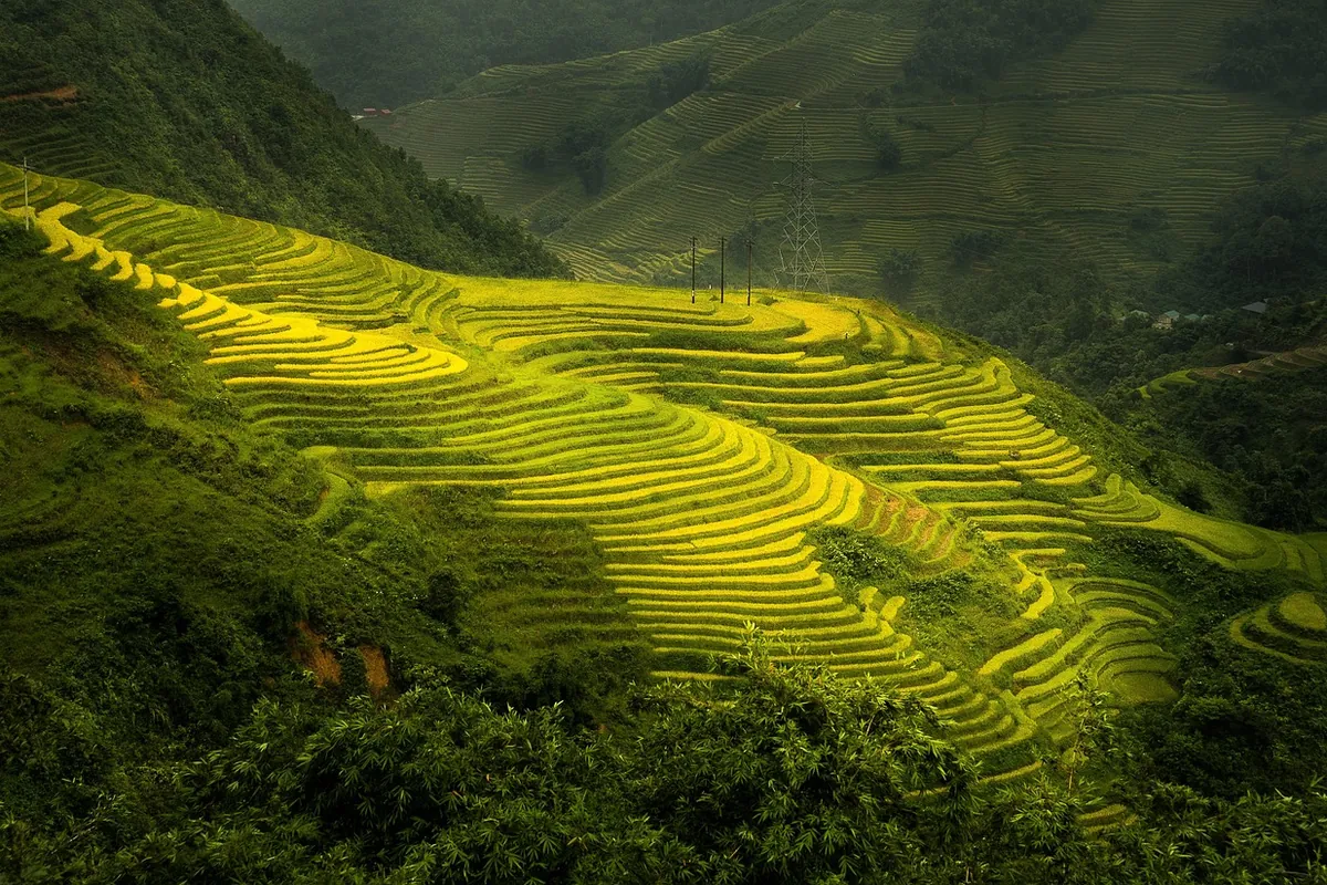 Vivid-green stepped rice terraces in Sa Pa in soft morning light.