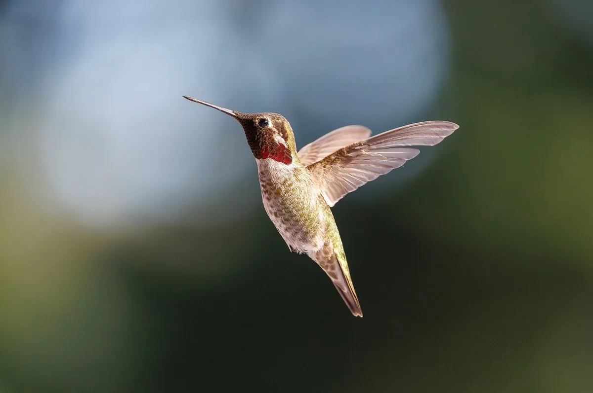Kolibri im Schwirrflug im Gegenlicht, das Auge gestochen scharf, die durchscheinenden Flügel weit gespreizt.